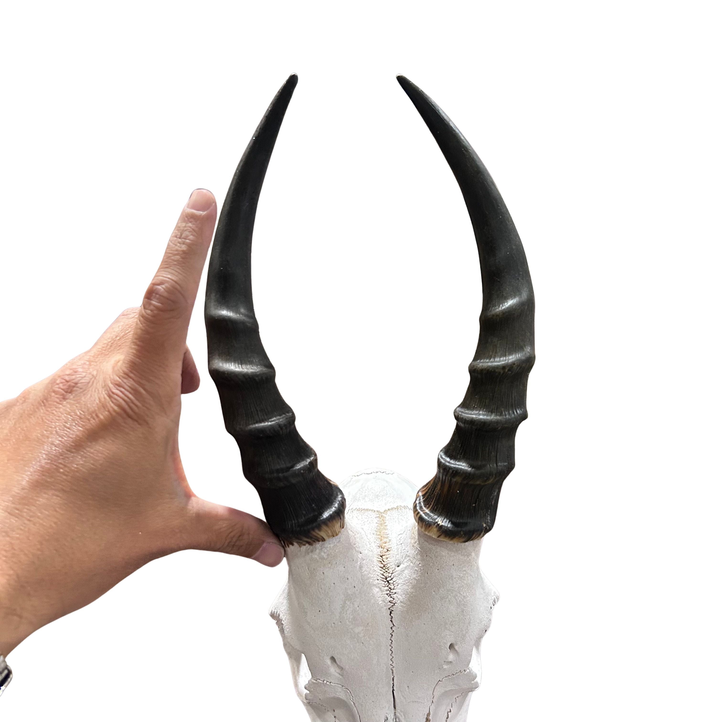 Blesbok V-Shape Skull – Cowhides USA