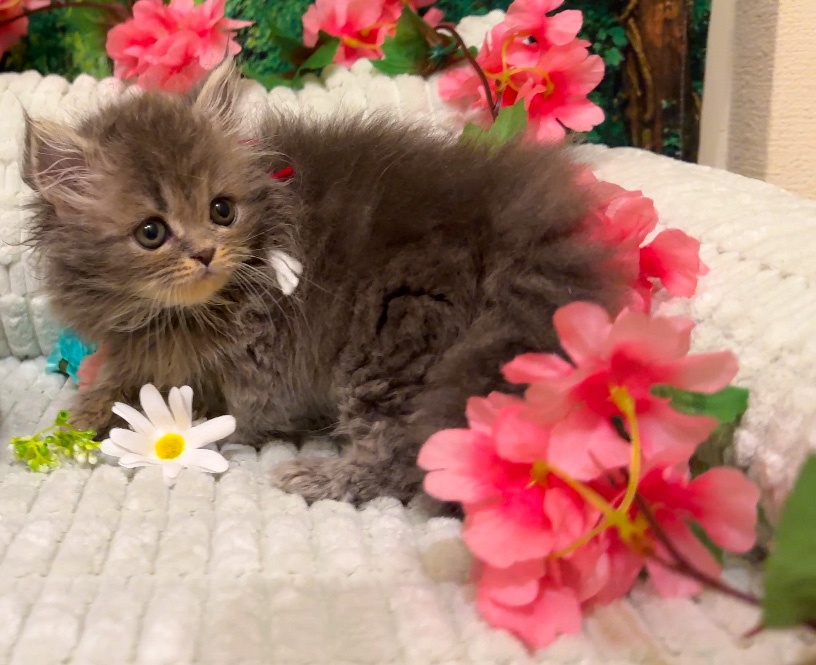 2024年6月出荷 | ペルシャ専科