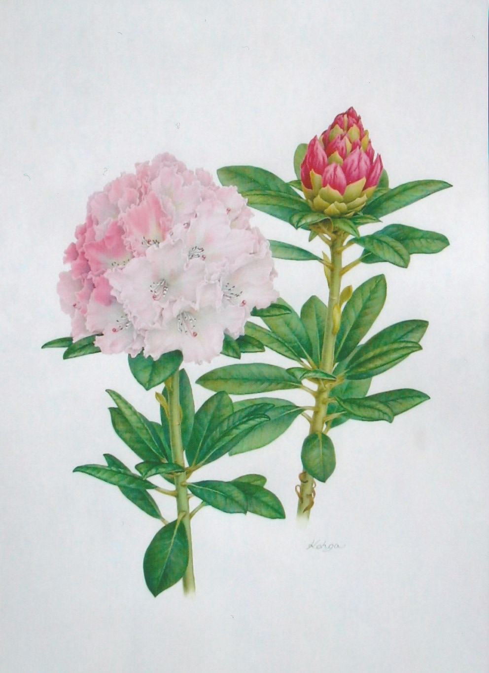 四季の花を描く ボタニカルアート｜南林間カルチャーセンター｜小田急