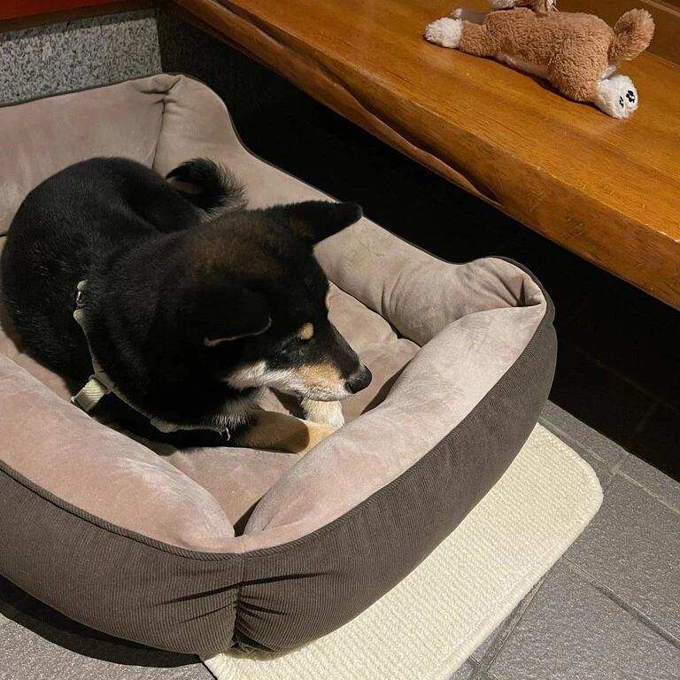 Instagram | 愛知県豊田市のペットホテルならケージレスのDanke | 見学