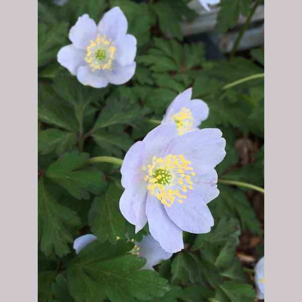 Anemone nemorosa 'Parlez Vous', Wood Anemone or Windflower
