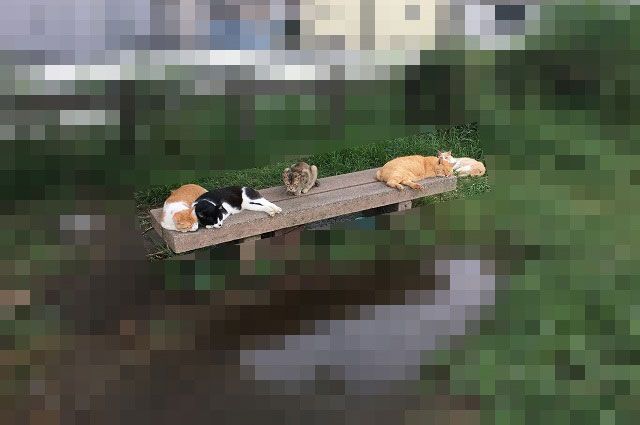 河川敷のネコはどこに帰るのか？ :: デイリーポータルZ