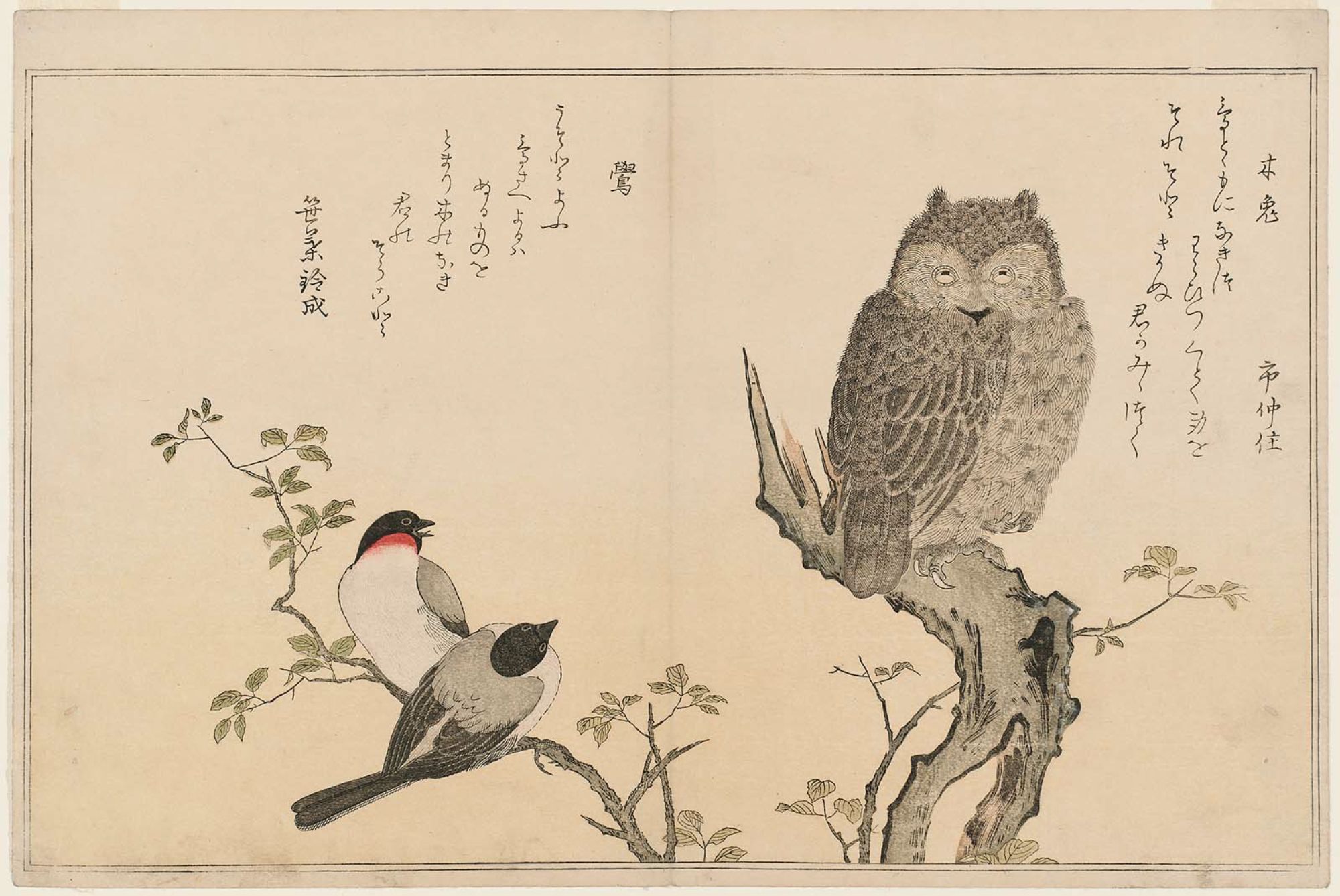 喜多川歌麿による浮世絵「Scops Owl (Mimizuku) and Bullfinches (Uso