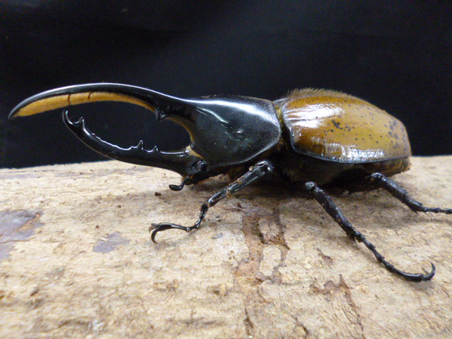 ☆新成虫☆ヘラクレスエクアトリアヌス♂129mm♀72mmペア | Dorcusfarm