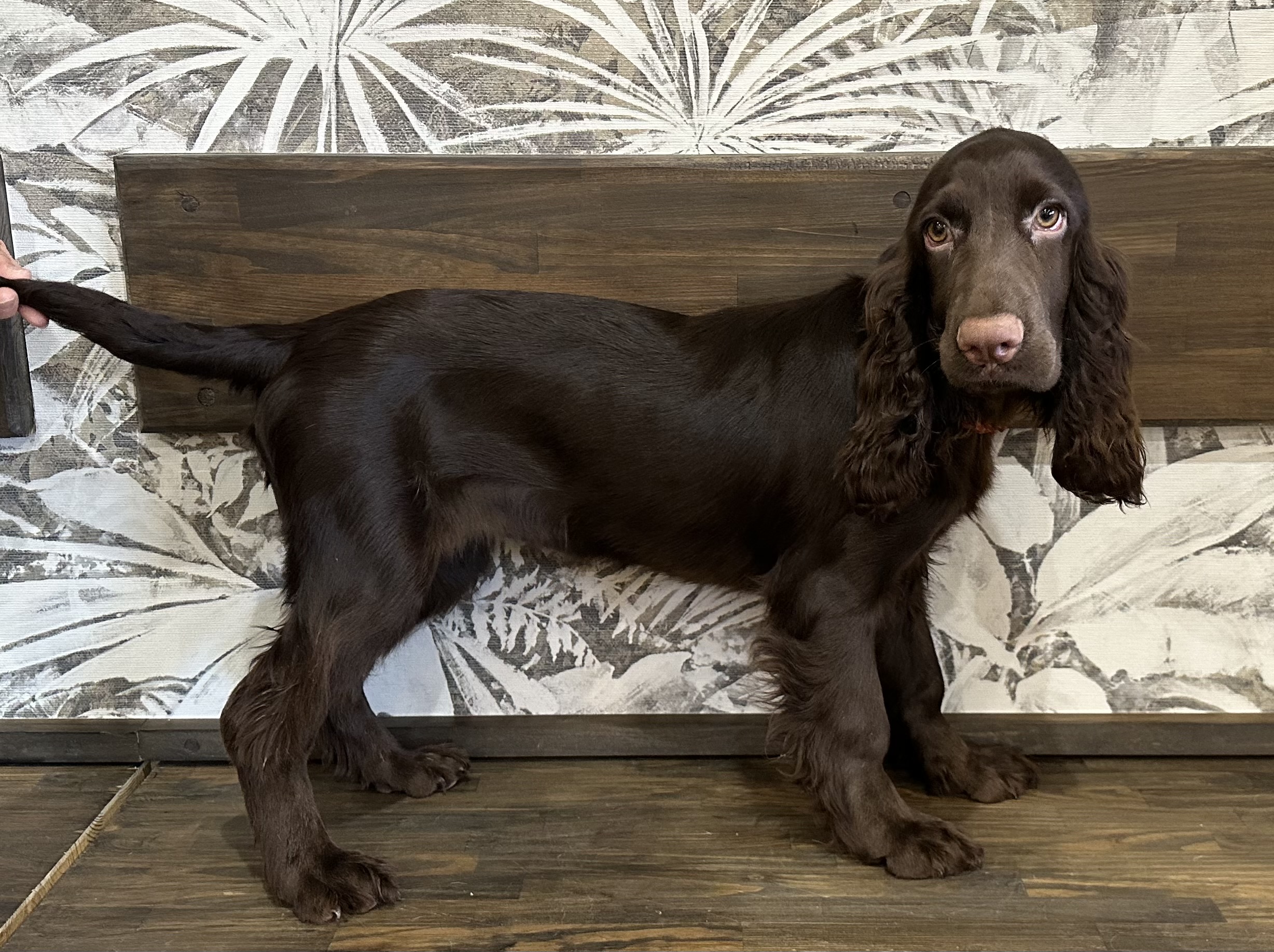 フィールドスパニエルのWINちゃん♀・・・DNA登録申請中！！ | 千葉県