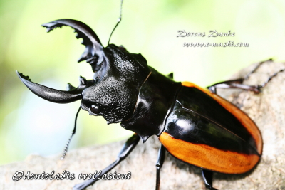 ツヤクワガタ｜ドルクスダンケ