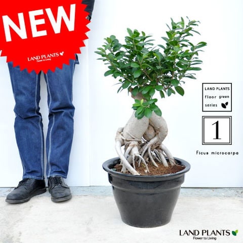 dショッピング |NEW!! 限定1点 超特大 ガジュマル 盆栽仕立て ツヤ