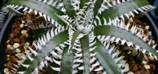 野生原種 ディッキア Dyckia hebdingii white form ⑴ 野生原種
