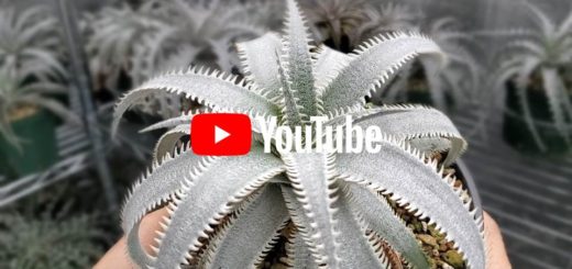ディッキア成長記録：Dyckia 'Bone' x 'Arizona' #Right Hand編