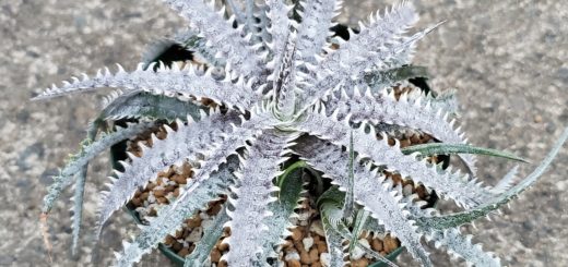ディッキア・ブリットルスターF3 D：Dyckia 'Brittle Star' F3 D