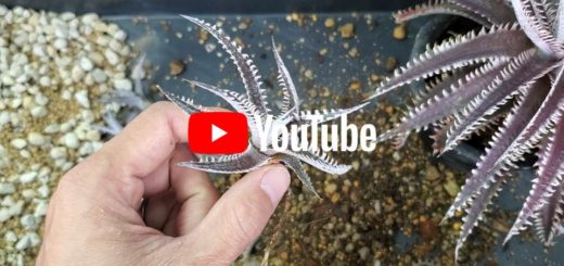 ディッキア・ホワイトシャーク：Dyckia 'White Shark' | Dyckia Maniax