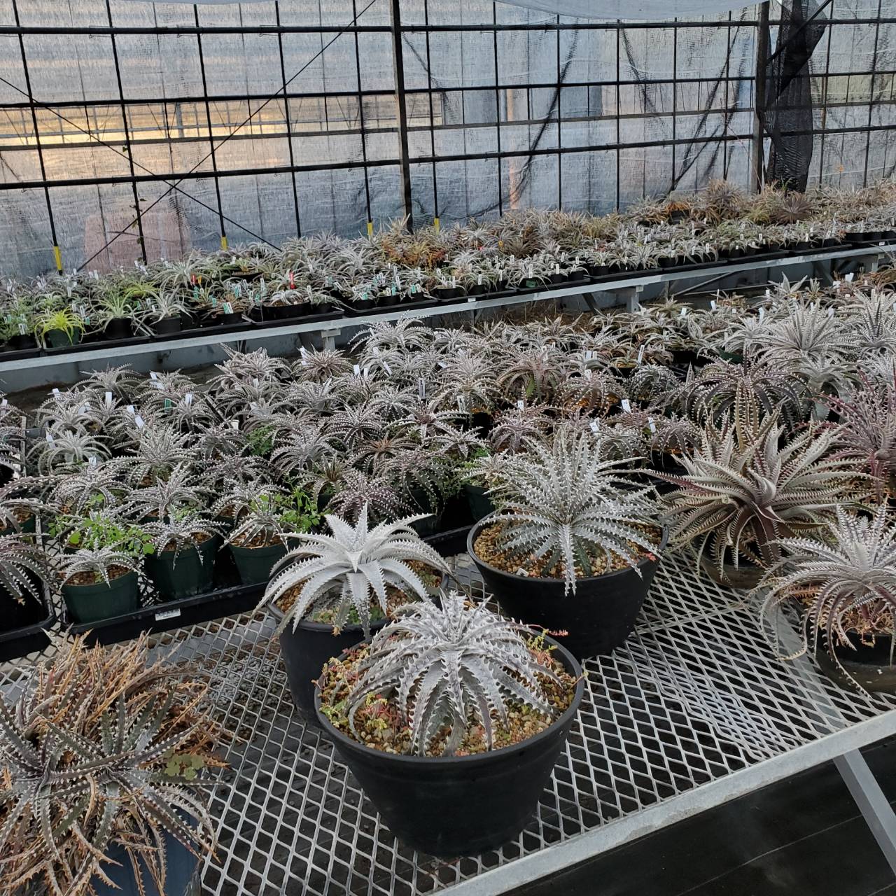 ディッキア・マニアックス Dyckia Maniaxへようこそ | Dyckia Maniax