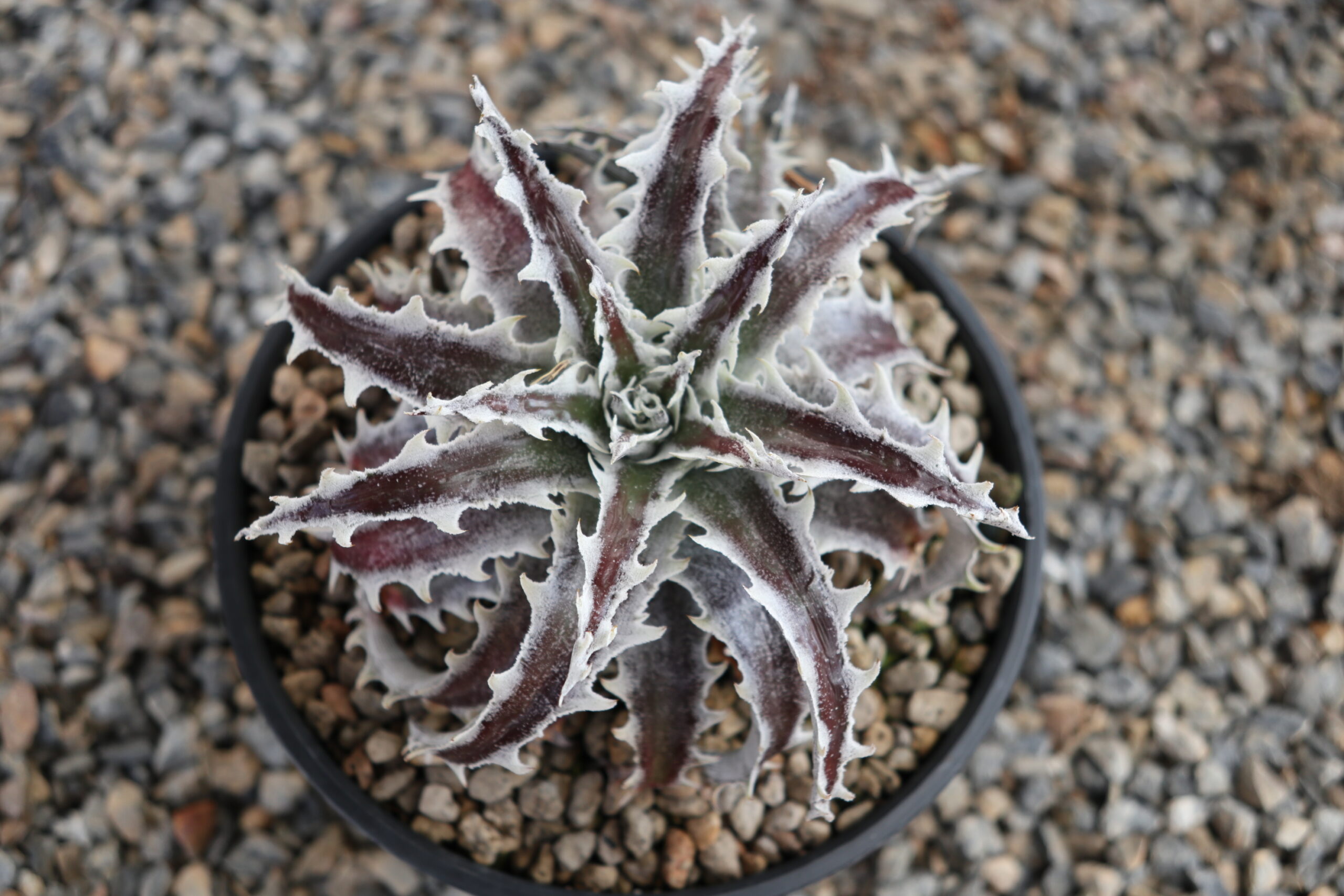 ディッキア Dyckia 'A New Beginning' original ディッキア Dyckia 'A