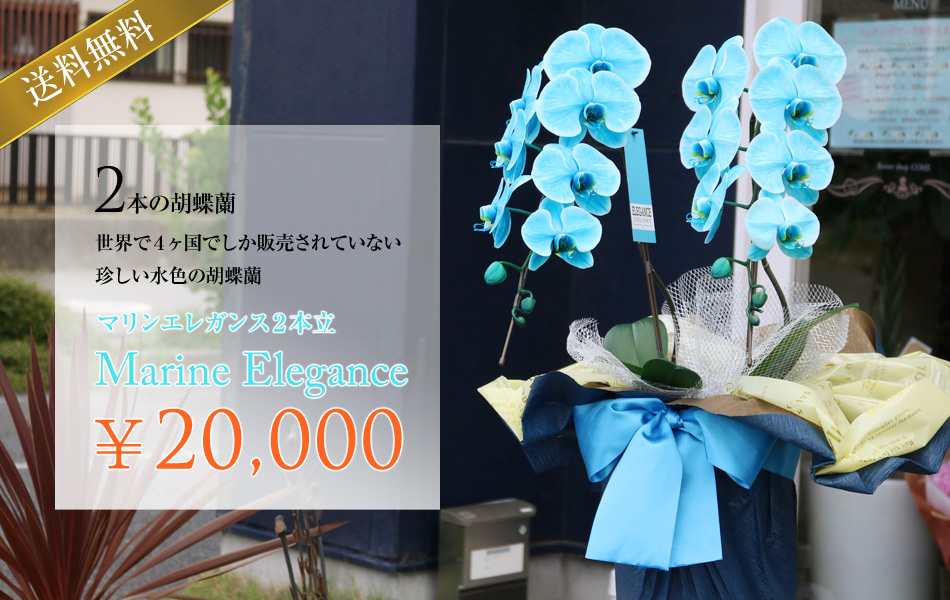 No27 ホワイト＆ブルー 爽やかマリンカラーフラワーガーランド⸜❤︎⸝‍ 楽天市場】【 マリンボーテ グロスカラートリートメント 白髪用染毛料