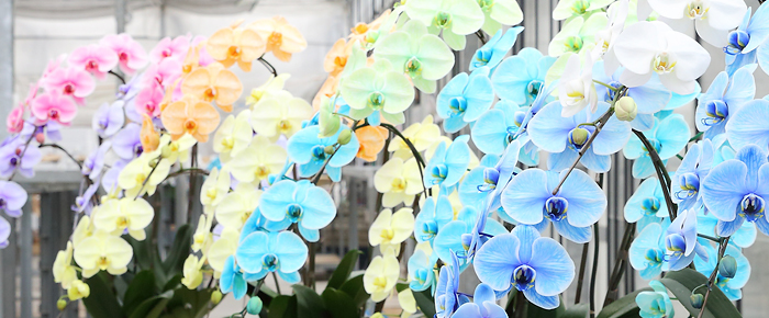 No27 ホワイト＆ブルー 爽やかマリンカラーフラワーガーランド⸜❤︎⸝‍ 楽天市場】【 マリンボーテ グロスカラートリートメント 白髪用染毛料