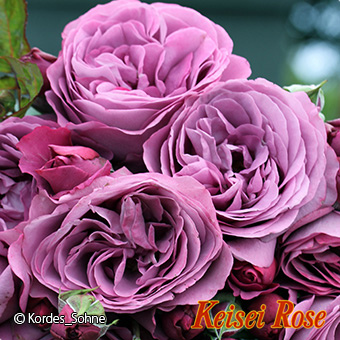 プラム パーフェクト 6号京成オリジナル鉢｜【京成バラ園】バラの通販