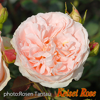 マティアス クラウディウス ローズ 長尺｜【京成バラ園】バラの通販