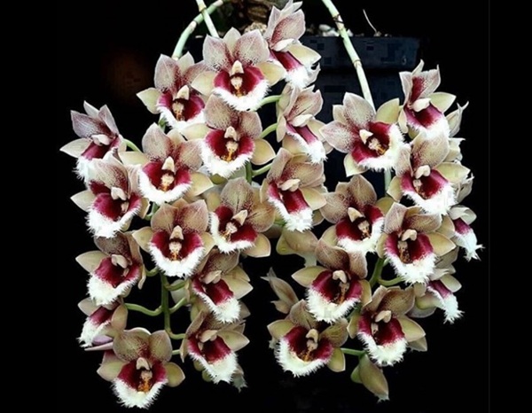 Catasetum系② - オーキッドバレーミウラ