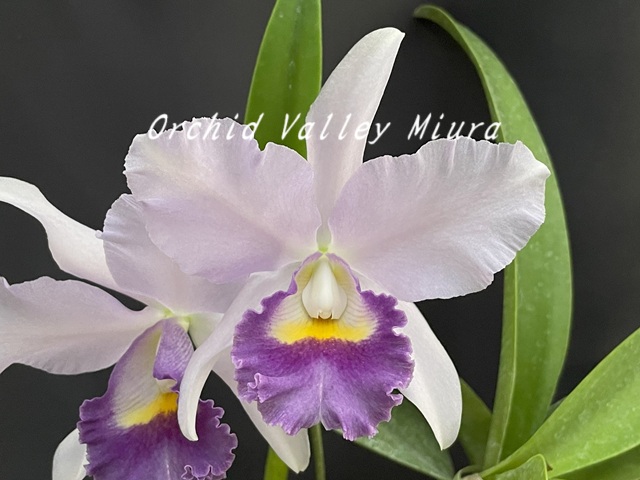 当園MC・分け株 - オーキッドバレーミウラ