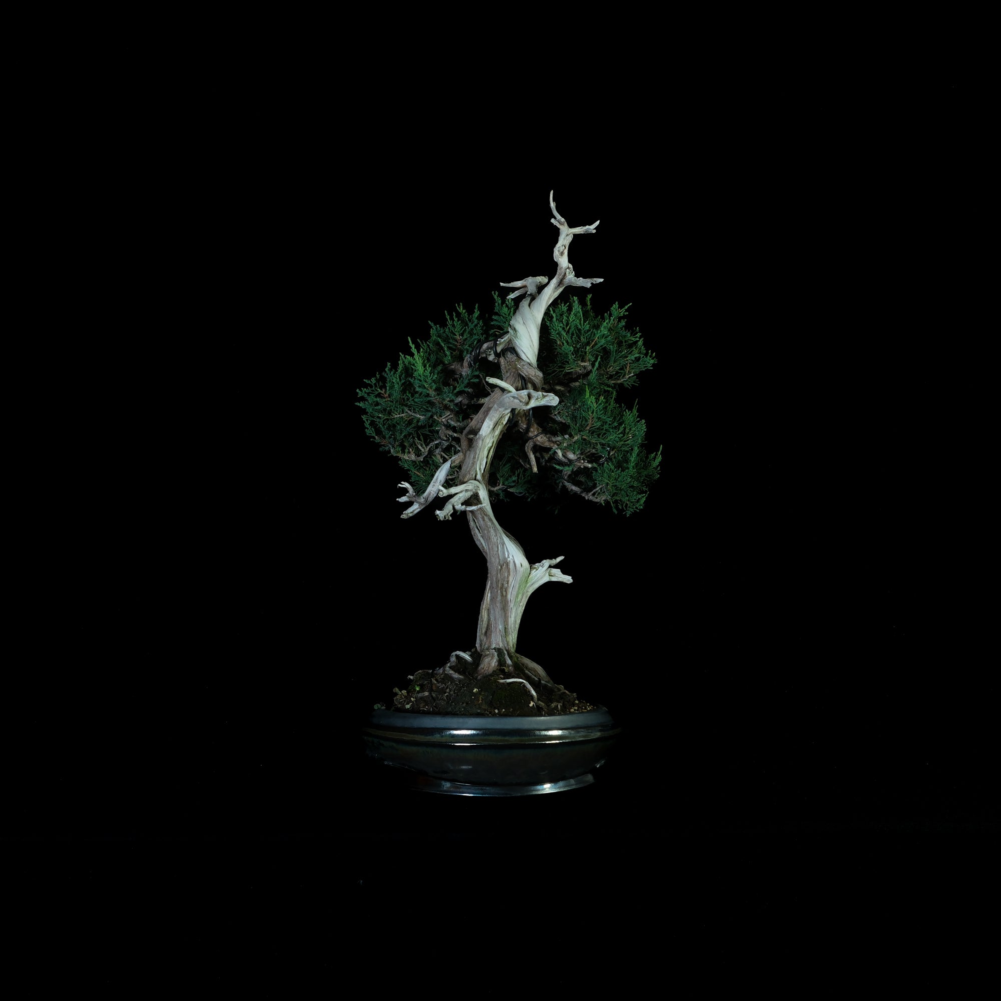 Japanese Juniper Bonsai | 日本系魚川真柏盆景| 25IJ002 – epilogue