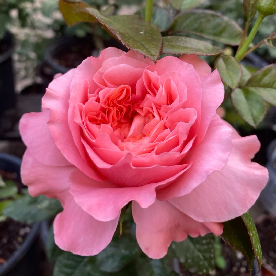 Candy X-Pression Rose-糖果印象 | Netherlands Cut Roses – Ergongzy