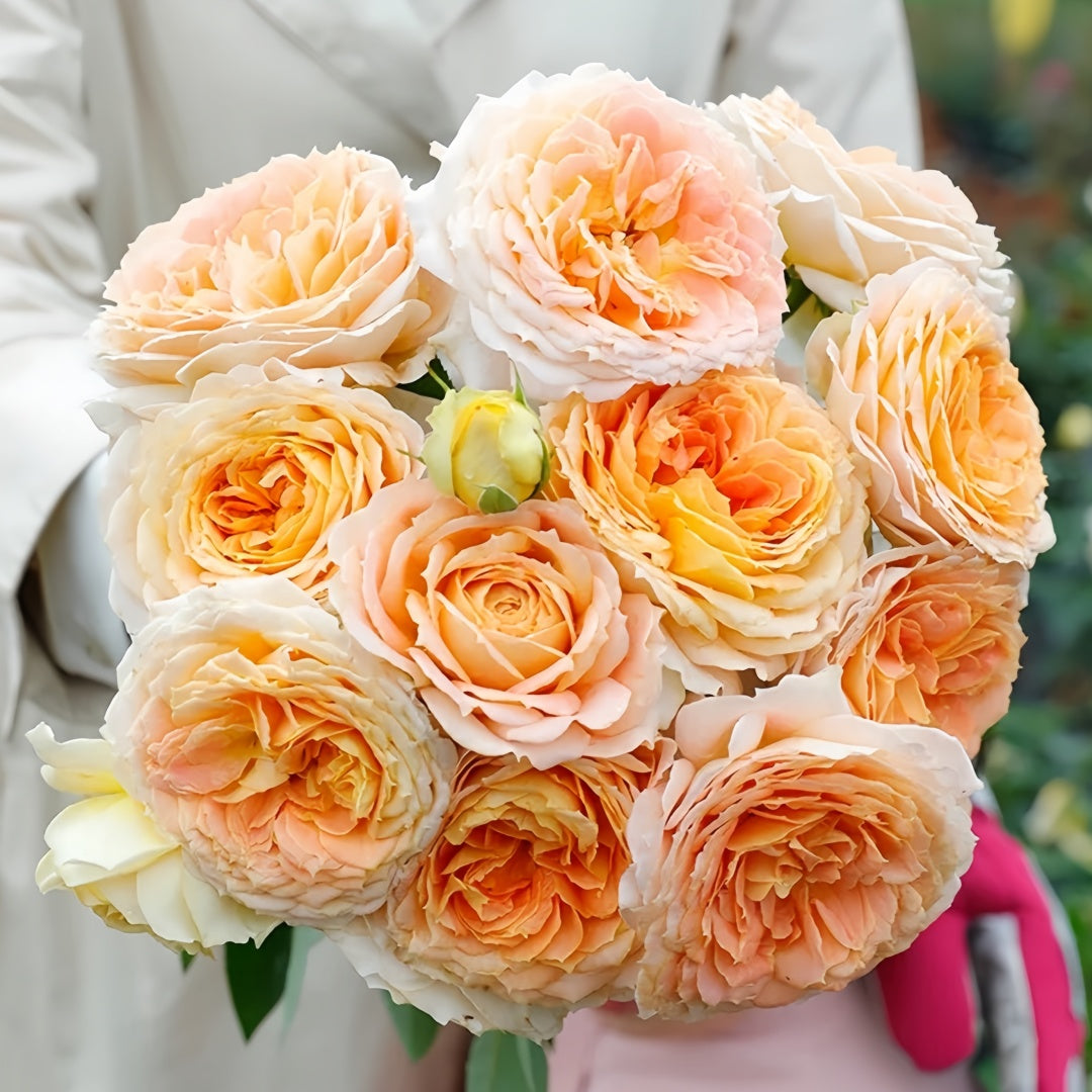 Caramel Antike Rose-焦糖古董｜ Germany Cut Rose – Ergongzy Roses