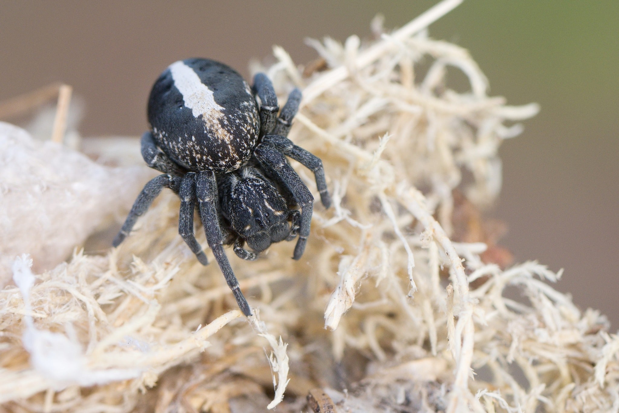Stegodyphus lineatus 'Black' (Black Sahara Velvet Spider) 1/8-1/4