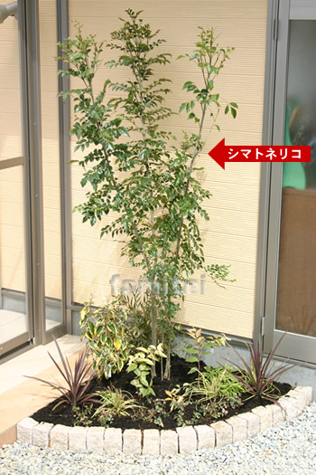 シンボルツリー販売 詳細ページ｜外溝 エクステリア/大阪 奈良 京都