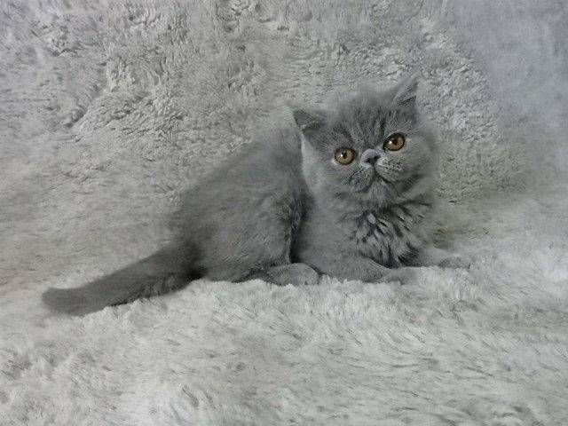 オーナー様募集中のエキゾチックショートヘアをご紹介！三毛の男の子も