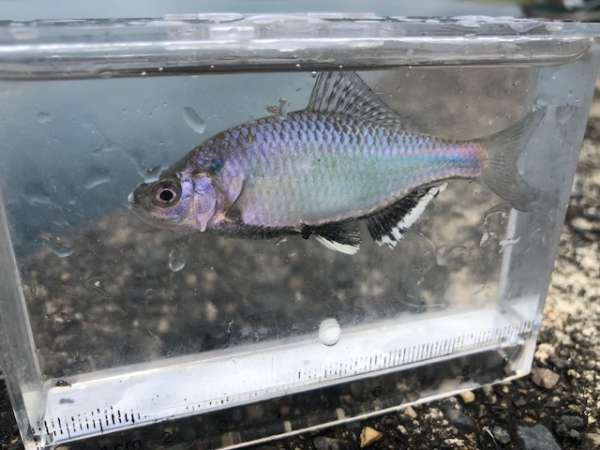 癒しのタナゴ釣りへ【滋賀】 | フィッシングマックス 関西の釣果|大阪