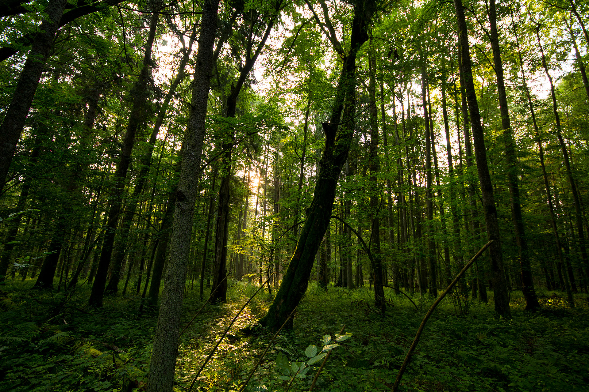 Bialowieza Forest – Follow That Nerd