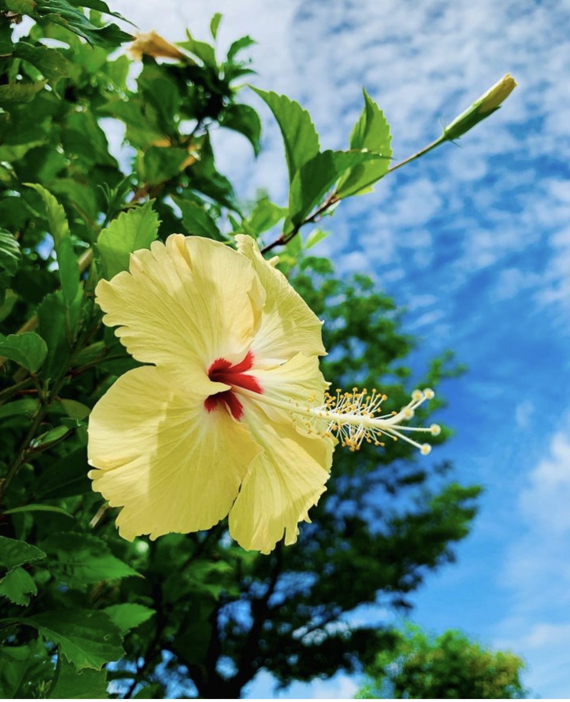 ハイビスカス🌺 | ブログ | 兵庫県三宮の花屋ならフラワーショップ潤