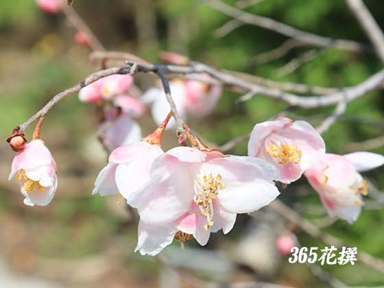カメリア・エリナ｜園芸植物小百科｜育て方｜花の写真