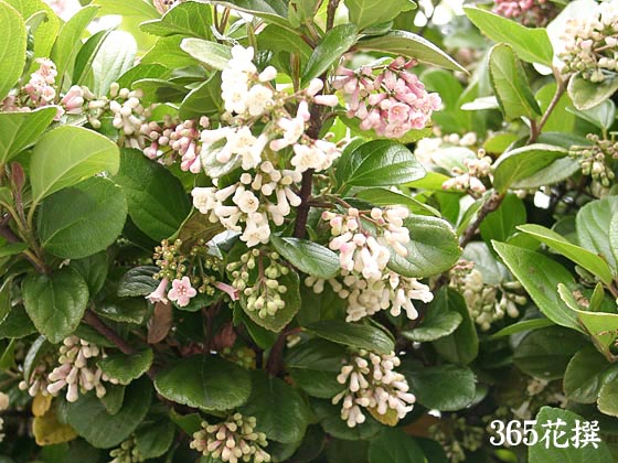 ゴモジュ（胡麻樹）｜園芸植物小百科｜育て方｜花の写真