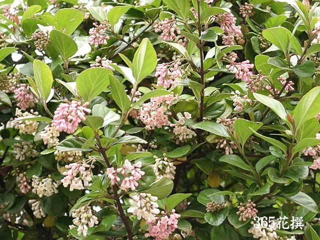 ゴモジュ（胡麻樹）｜園芸植物小百科｜育て方｜花の写真