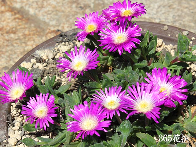 デロスペルマ｜園芸植物小百科｜育て方｜花の写真