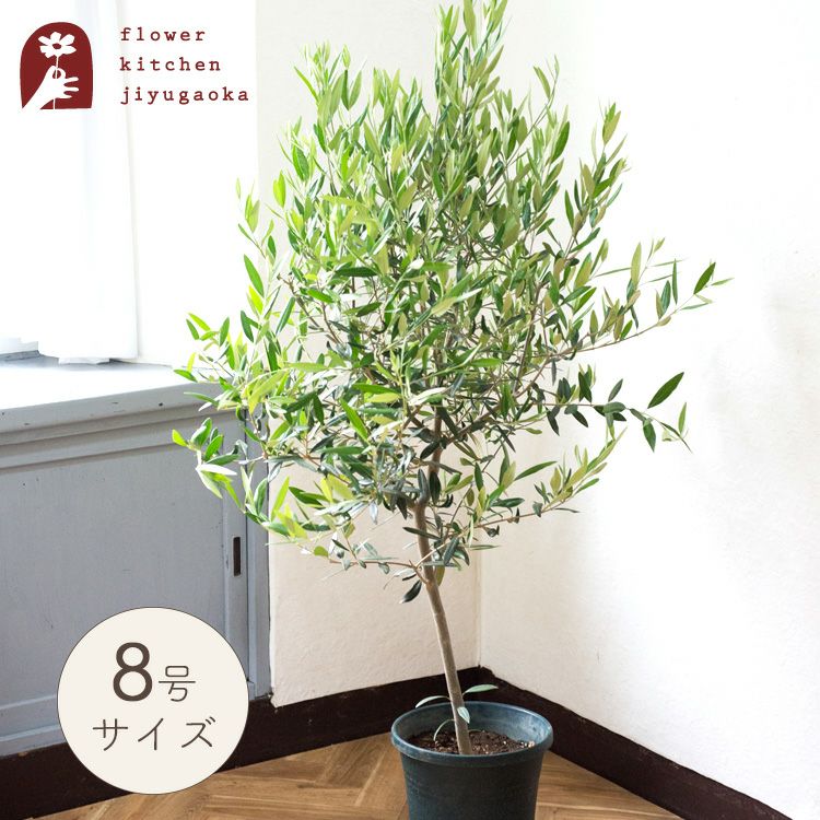 観葉植物 オリーブの木 品種おまかせオリーブ8号鉢 かごなし FKTK