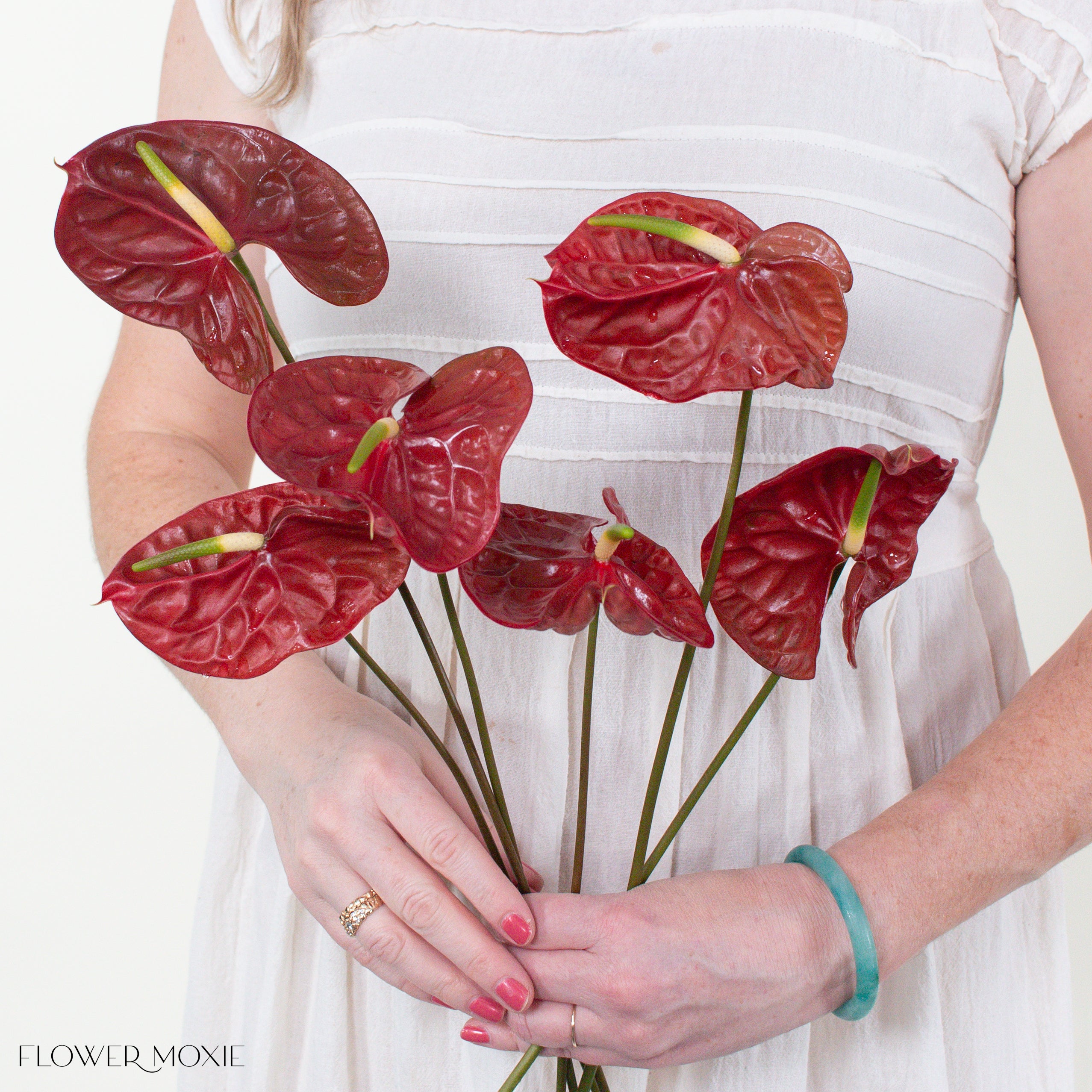 Choco Dark Burgundy Anthurium | Flower Moxie Flowers