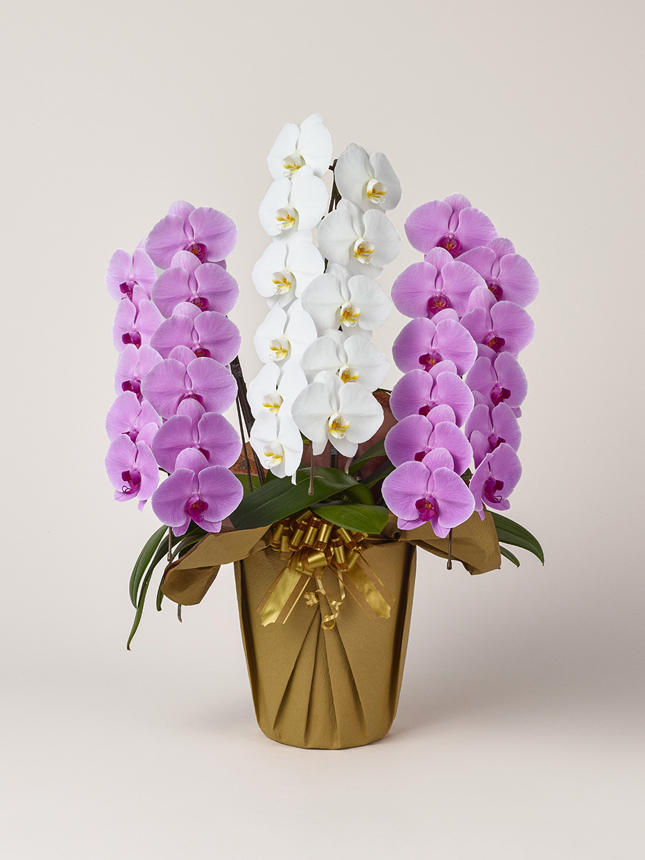 特別な贈り物には珍しい胡蝶蘭を！希少な色やデザインの商品を多数紹介