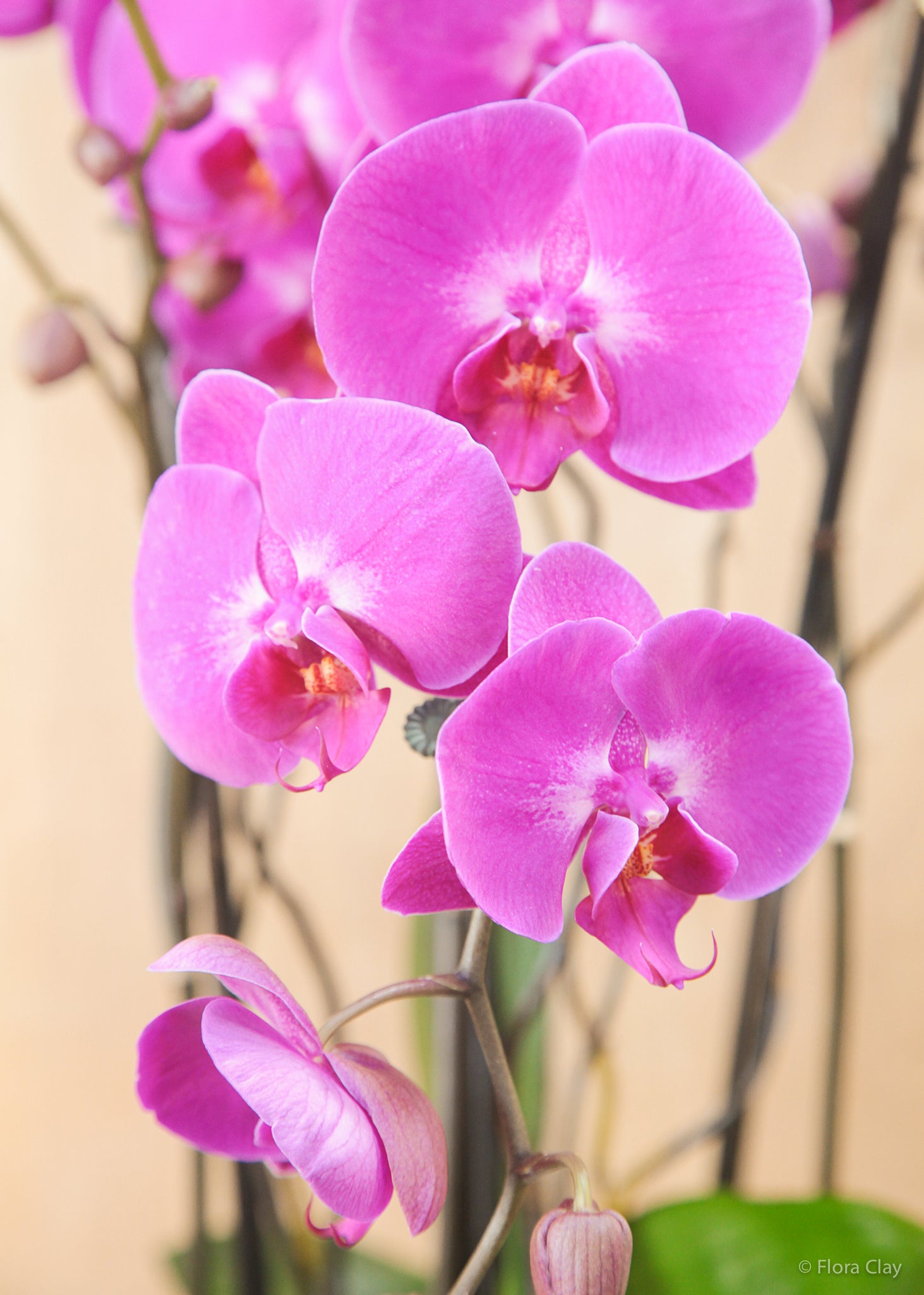 Pink Venus | Orchid Arrangements – FLORA CLAY