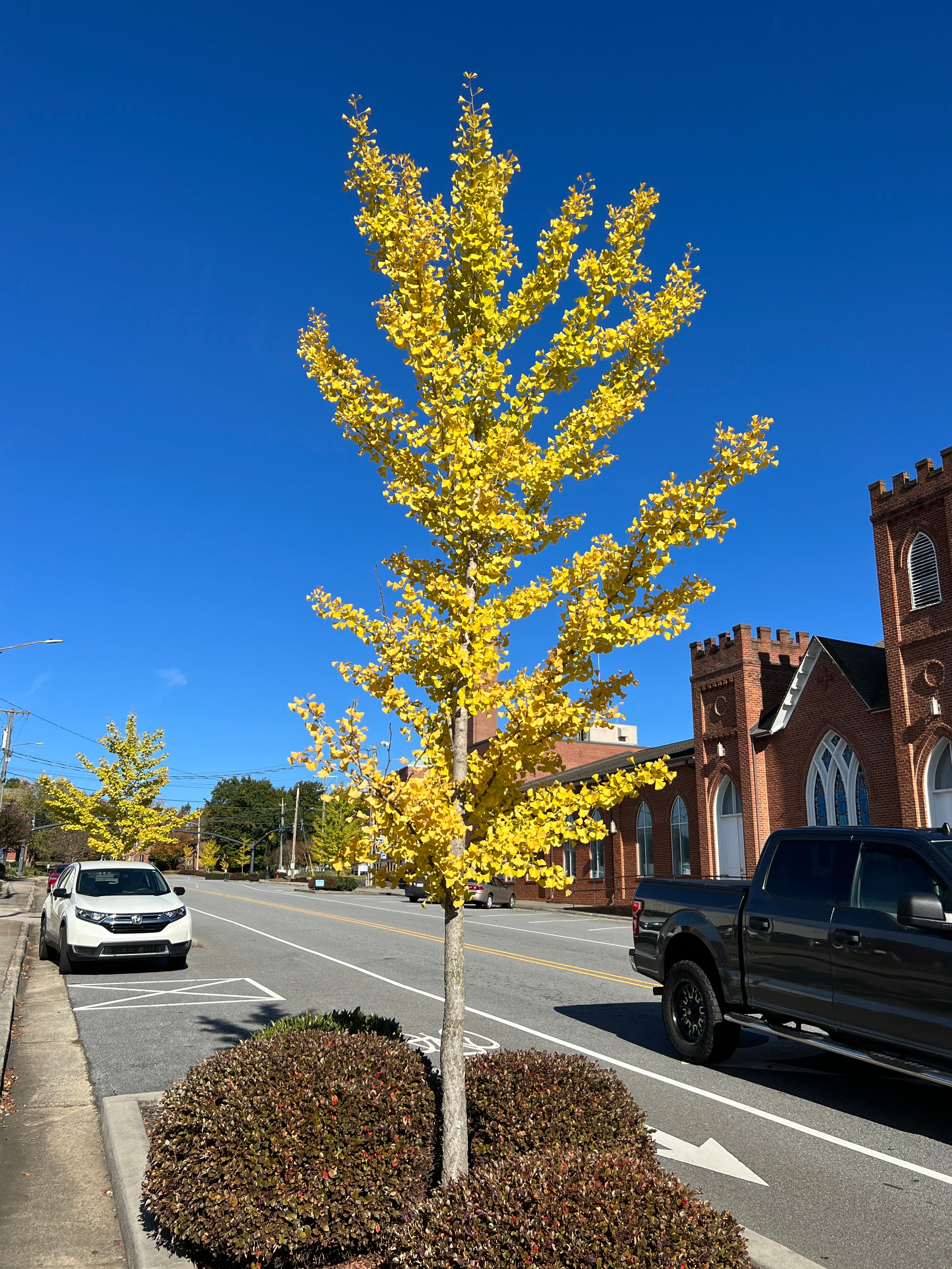 Ginkgo 10 Seeds Ginkgo biloba – R&B Floridaseeds