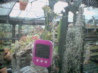 Tillandsia1エアプランツ・エアープランツ専門店生産育成農場