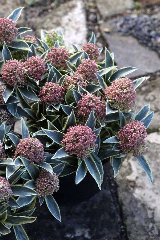 スキミアマジックマルロー 寄せ植え 花苗通販