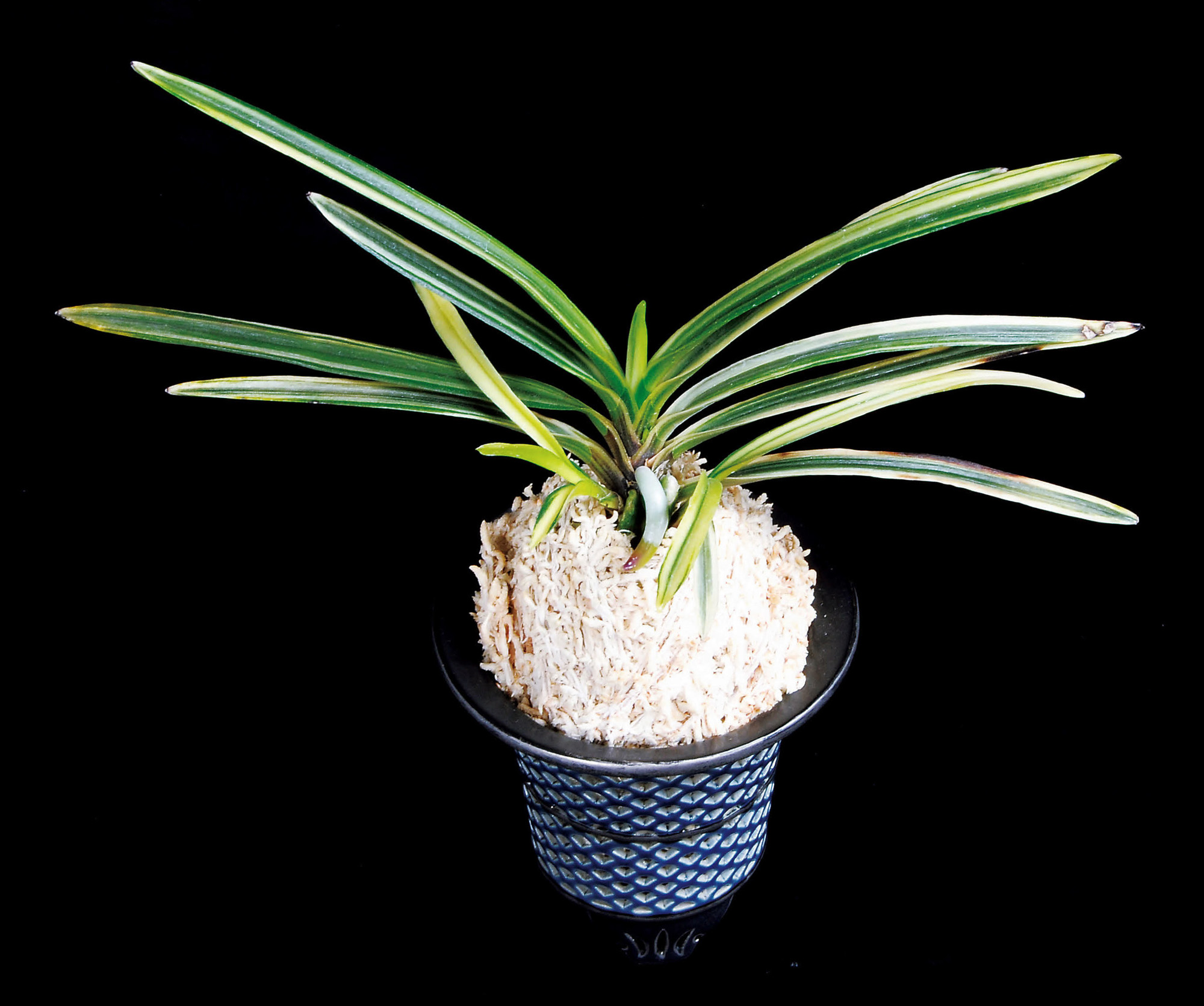 日本富貴蘭会 | 第66回 美術品評全国大会