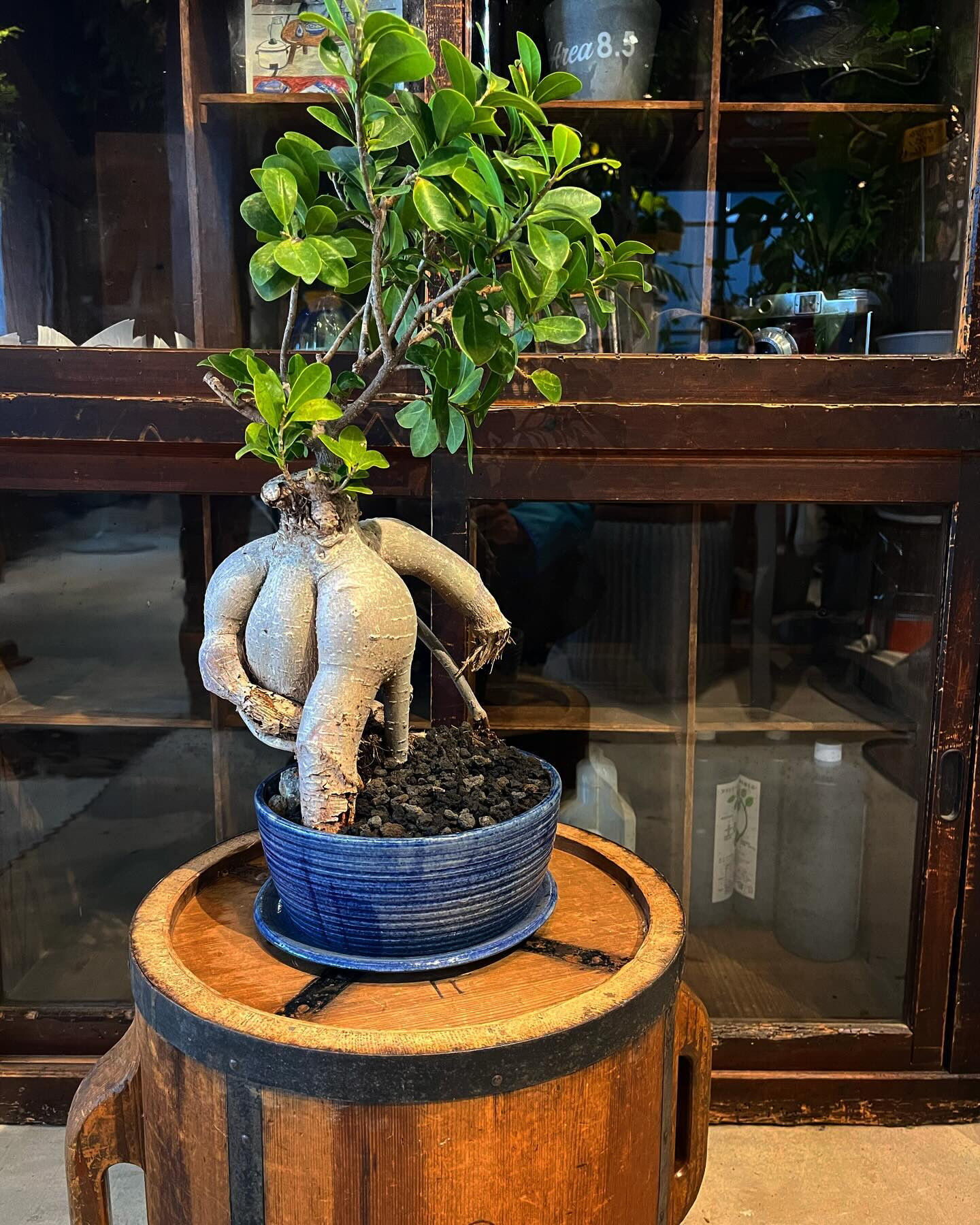 ガジュマル盆栽仕立て | ブログ | 神奈川の観葉植物ならTAMAYURA