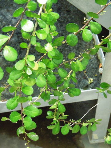 GKZ植物事典・ハリツルマサキ（針蔓柾木）