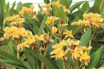 GKZ植物事典・團伊玖磨植物事典・プルメリア