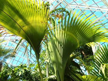 GKZ植物事典・フタゴヤシ（双子椰子）