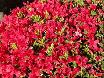 GKZ植物事典・團伊玖磨植物事典・ツツジ（躑躅）