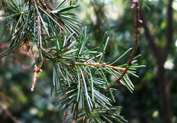 GKZ植物事典・レバノンスギ